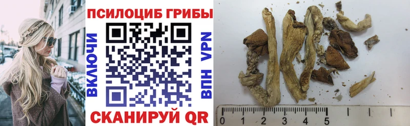 где продают   Курчалой  Псилоцибиновые грибы мицелий 